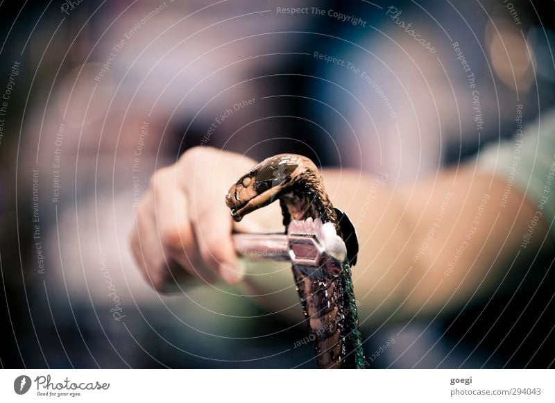 superstitions Animal Snake 1 Death Aphrodisiac Potency Pair of pliers Cobra Hand Door handle Retentive Popular belief Colour photo Shallow depth of field