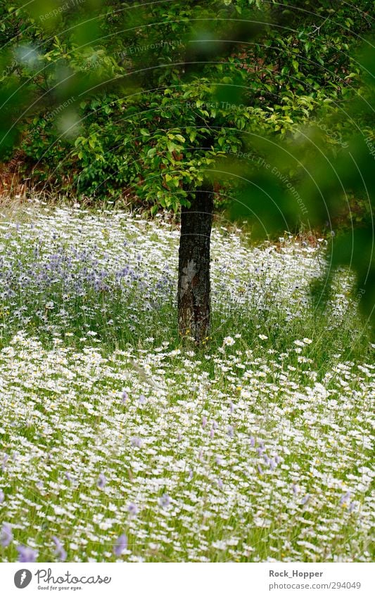 flower meadow Relaxation Calm Vacation & Travel Summer Garden Environment Nature Plant Tree Flower Grass Bushes Leaf Blossom Foliage plant Daisy Apple tree Park