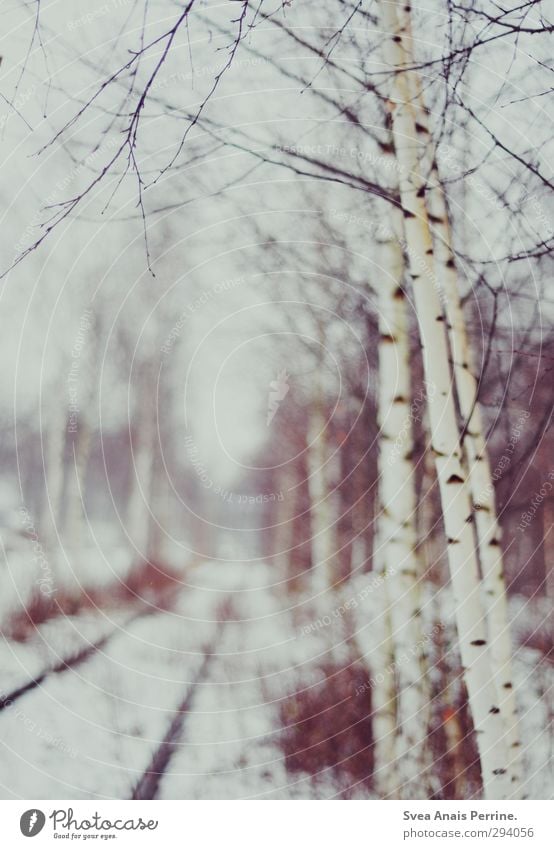 snow-white. Environment Nature Winter Tree Cold Birch tree Birch wood Railroad tracks Snowfall Landscape Twigs and branches Colour photo Subdued colour