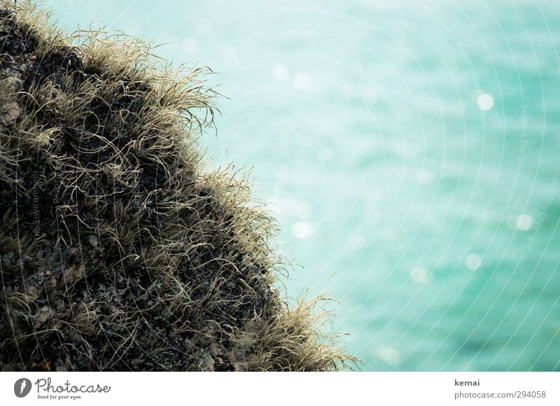 By the sea Environment Nature Plant Sunlight Summer Beautiful weather Grass Moss Wild plant Ocean Cornwall To dry up Growth Turquoise Coast Colour photo