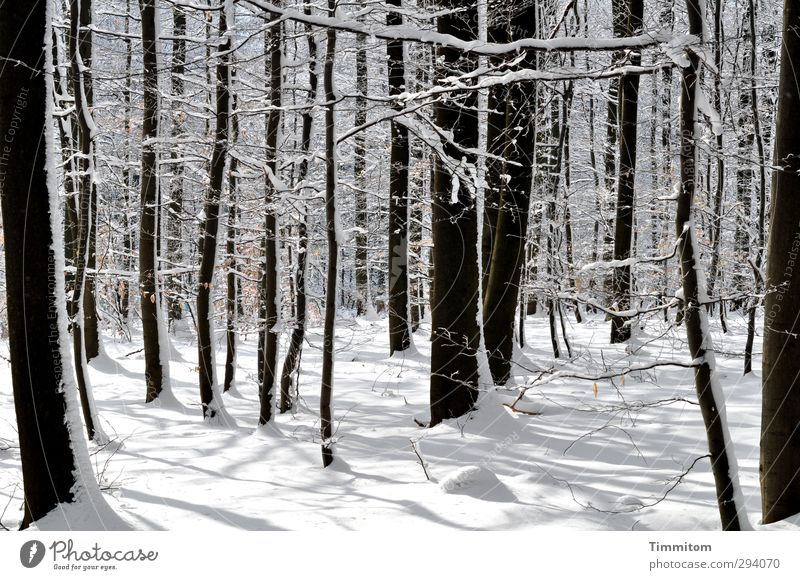 Shadows the other day. Winter Snow Environment Nature Plant Beautiful weather Tree Forest Wood Stand Esthetic Cold Natural White Joie de vivre (Vitality)