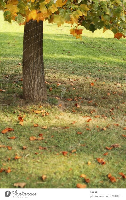 Shadow | under the tree Environment Nature Landscape Plant Autumn Tree Garden Park Meadow Moody Tree trunk Leaf canopy Autumnal Early fall Autumnal colours