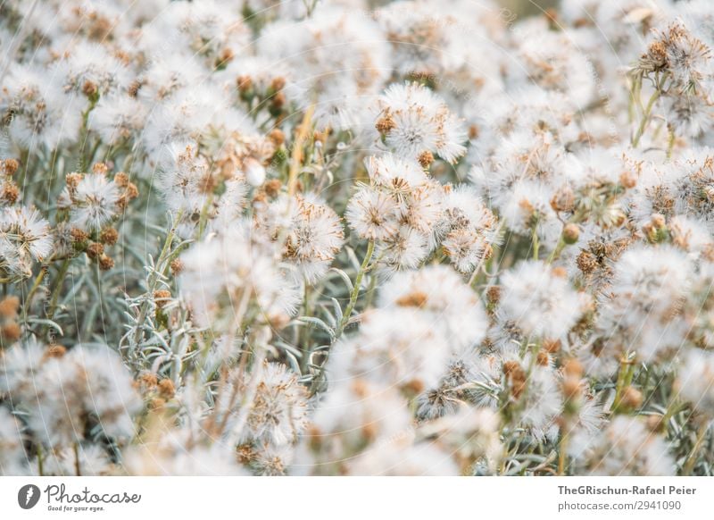 blow Nature Green Silver White Dandelion Field Comforting Blow Colour photo Exterior shot Deserted Copy Space top Copy Space bottom Day