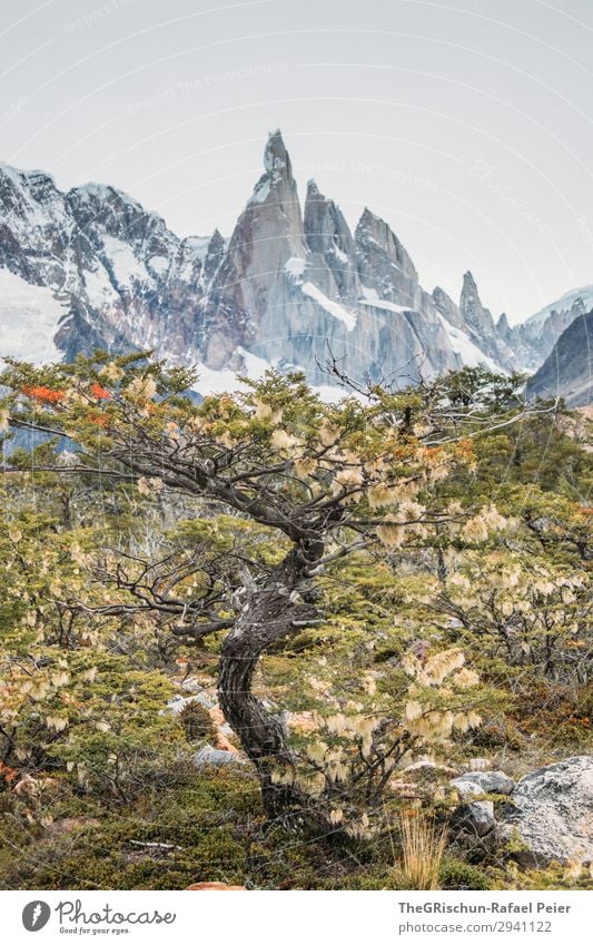 Cerro Torre Nature Brown Gray Green White Tree Mountain range Vantage point Argentina Patagonia Hiking Discover Colour photo Exterior shot Deserted