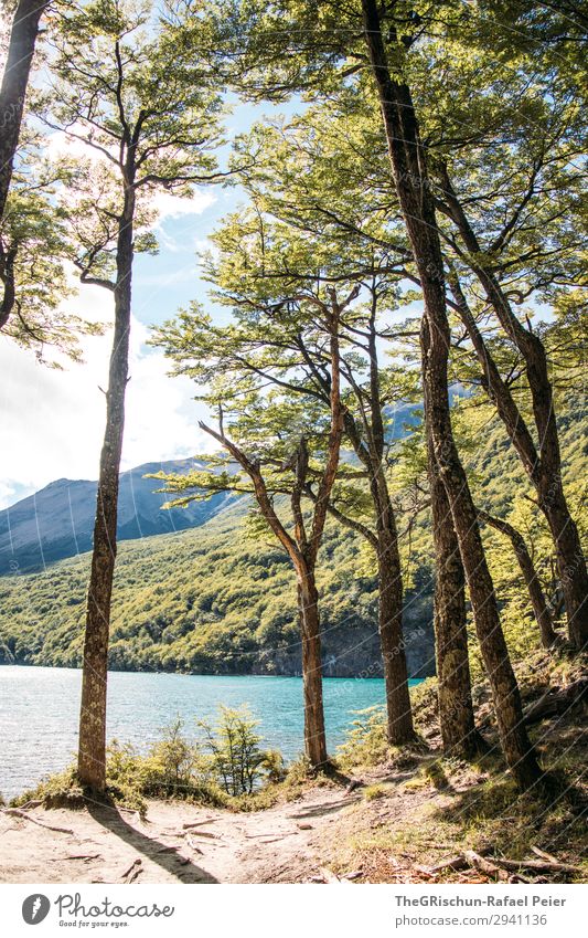 lago del desierto Nature Esthetic Tree Lake Argentina El Chaltén Turquoise Water Beach Colour photo Exterior shot Deserted Copy Space top Copy Space bottom Day