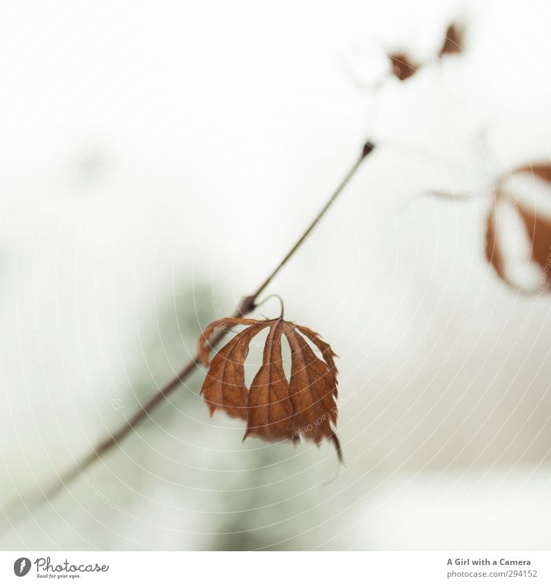 I have been Environment Nature Plant Winter Bushes Leaf Old Thin Gloomy Shriveled To hold on lensbaby Subdued colour Exterior shot Close-up Detail Experimental