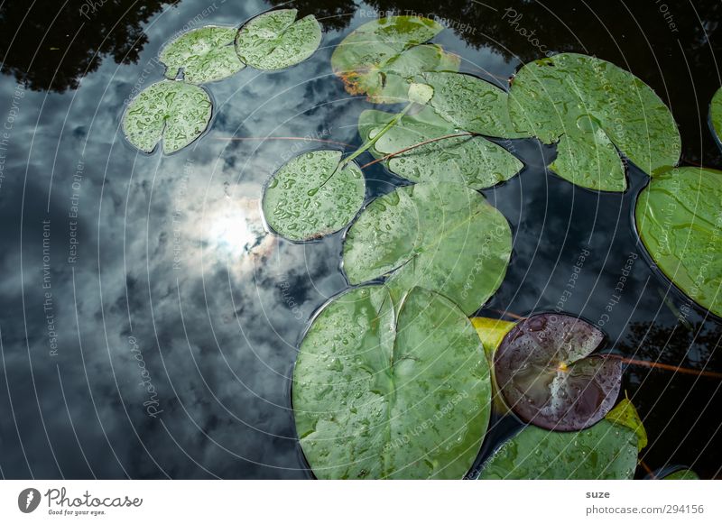 sunbath Environment Nature Elements Water Sky Clouds Plant Leaf Foliage plant Pond Lake Dark Cold Beautiful Blue Green Aquatic plant Surface of water