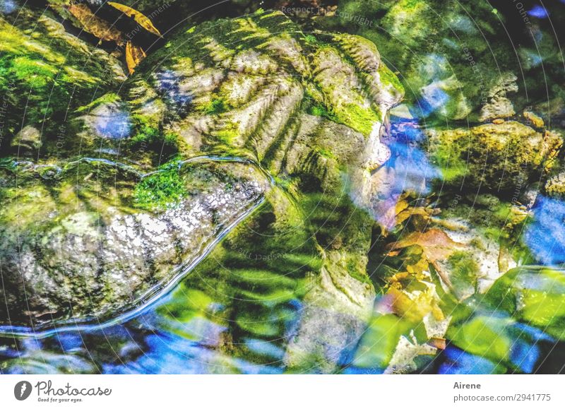 mirrored and shaded Landscape Water Sky Beautiful weather Fern Virgin forest Brook Mountain stream Stone Madeira Hiking Exceptional Fresh Natural Blue