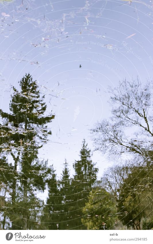 Bird Contentment Environment Nature Water Sky Tree Park Free Healthy Wet Natural Gloomy Calm Creativity Surface of water Fragile Surrealism Shatter