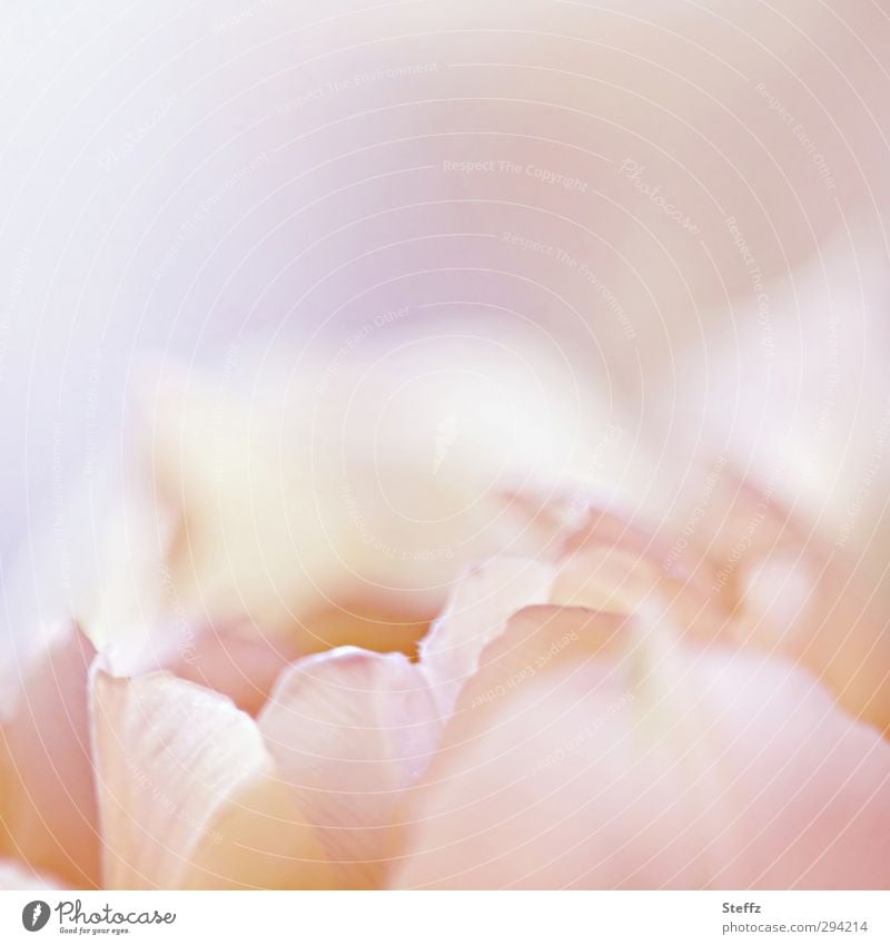 fine tulip blossom Tulip differently Tulip blossom flowering tulip Spring flower light pink pink flower pink blossom Soft Pink romantic Meaning Romance Idyll