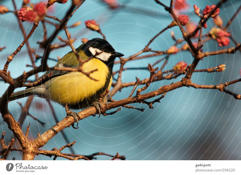 spring! Animal Bird Tit mouse 1 Friendliness Happiness Multicoloured Spring fever Colour photo Exterior shot Close-up Deserted Day Light Sunlight Sunbeam