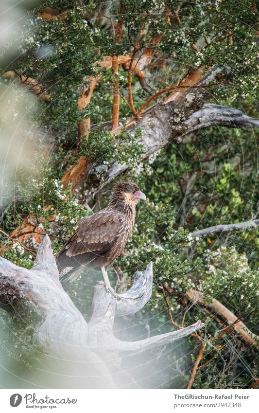 Cara Cara - Falcons Environment Esthetic Animal Sit Stand Argentina Tree Wait Claw Metal coil Leaf Bird of prey Colour photo Exterior shot Deserted