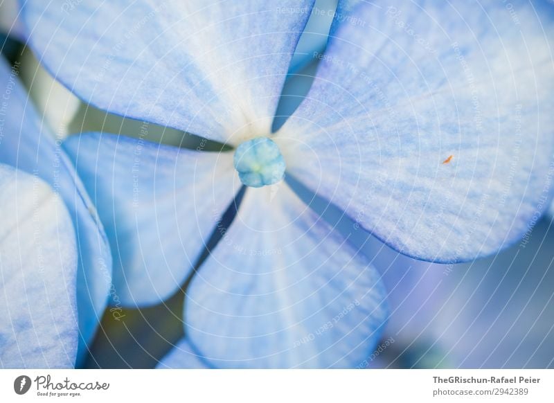 hydrangea Plant Blue White Hydrangea Blossom Flower Structures and shapes Color gradient Detail Violet Colour photo Exterior shot Macro (Extreme close-up)