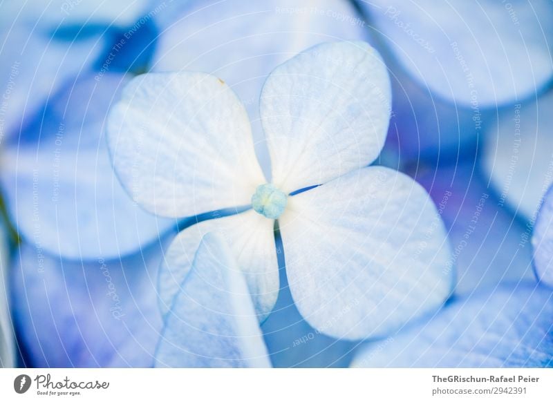 hydrangea Plant Blue White Violet Hydrangea blossom Flower Detail Color gradient Structures and shapes Colour Colour photo Exterior shot