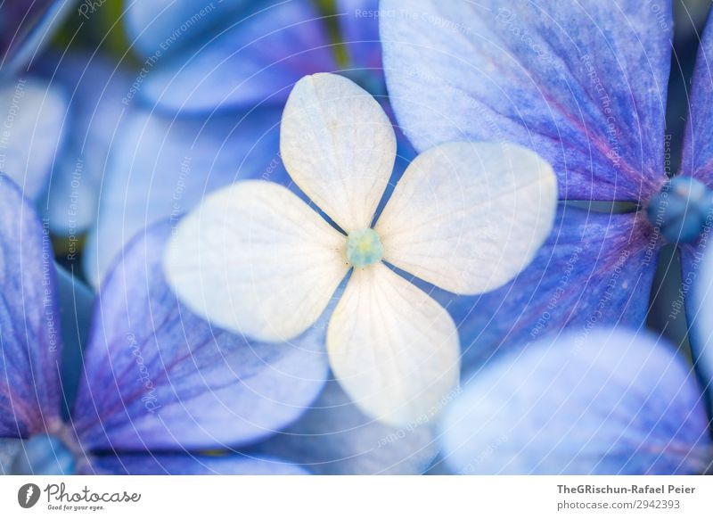 hydrangea Plant Blue White 4 Leaf Blossom Hydrangea Violet Structures and shapes Detail Exterior shot Macro (Extreme close-up) Deserted Copy Space left