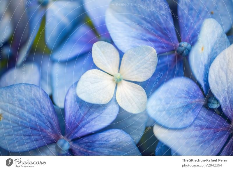 hydrangea Plant Blue White Violet Flower Blossom Hydrangea Color gradient Structures and shapes Colour photo Close-up Detail Deserted Copy Space left