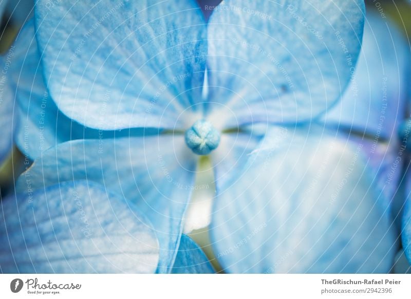 hydrangea Plant Blue White Hydrangea Blossom Flower Exterior shot Nature Structures and shapes Color gradient Colour photo Detail Macro (Extreme close-up)