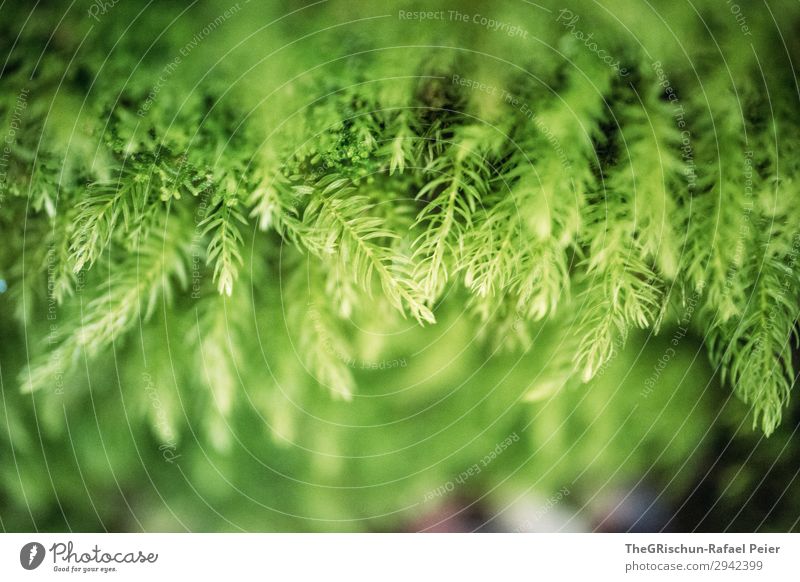 moss Plant Green Moss Grass Detail Growth Color gradient Structures and shapes Colour photo Exterior shot Macro (Extreme close-up) Deserted Copy Space top