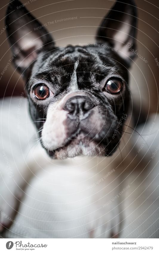 Boston Terrier Portrait Animal Pet Dog Animal face 1 Observe Looking Brash Friendliness Happiness Beautiful Funny Curiosity Cute Black White Emotions Moody