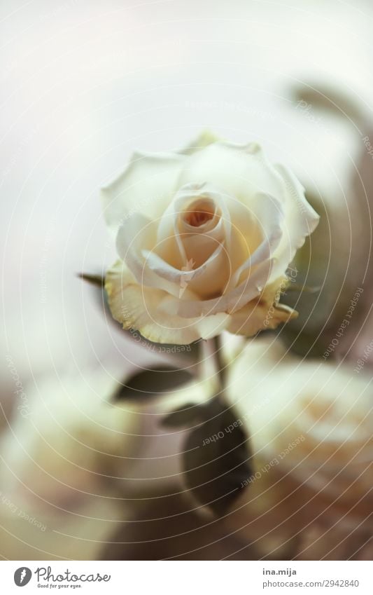 White Beauty Environment Nature Plant Spring Summer Flower Rose Leaf Blossom Sign Blossoming Esthetic Fragrance Elegant Freedom Peace Hope Love Love affair