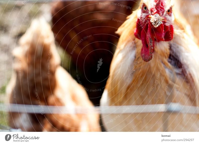 Staring Contest (II) Animal Farm animal Bird Animal face Wing Rooster Beak Plumed Group of animals Looking Dirty Bright Moody Aggravation Grouchy Animosity