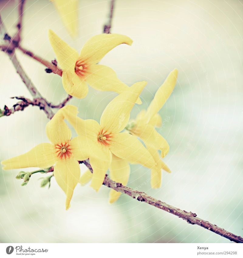 spring awakening Environment Nature Plant Bushes Blossom Forsythia blossom Blossoming Yellow Orange Turquoise Spring Delicate Branch Retro Colours Happiness