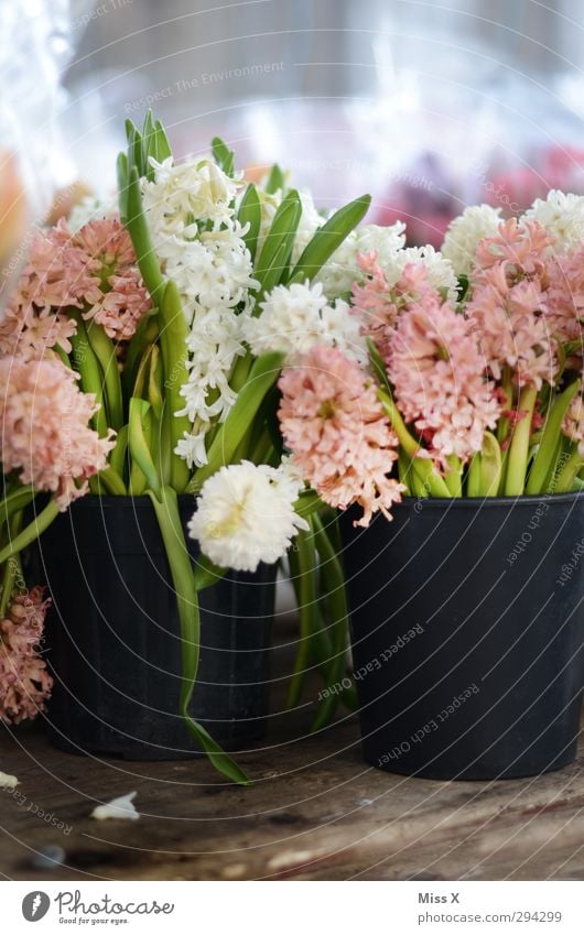 hyacinths Spring Flower Leaf Blossom Fragrance Pink White Hyacinthus Flowerpot Bucket Sell Farmer's market Bouquet Florist Blossoming Spring day Spring flower