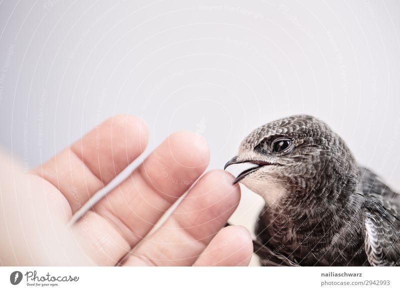 Swifts & Man Summer Hand Fingers Environment Nature Animal Air Bird swifts Young bird Observe Looking Wait Natural Curiosity Cute Emotions Power Determination