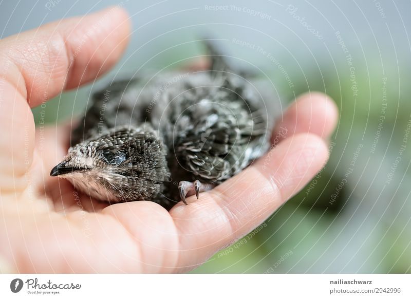 Common Swift Summer Hand Fingers Environment Nature Animal Wild animal Bird swifts nest stool Baby animal Observe Touch Relaxation To hold on Crouch Crawl