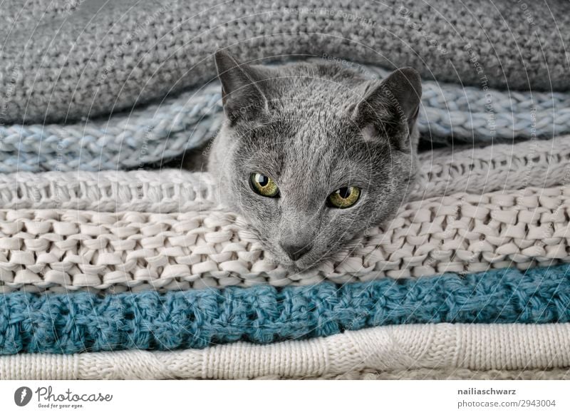 Russian Blue Cat Lifestyle Elegant Relaxation Living or residing Autumn Winter Animal Pet Animal face russian blue 1 Blanket Textiles Knitting pattern Rope