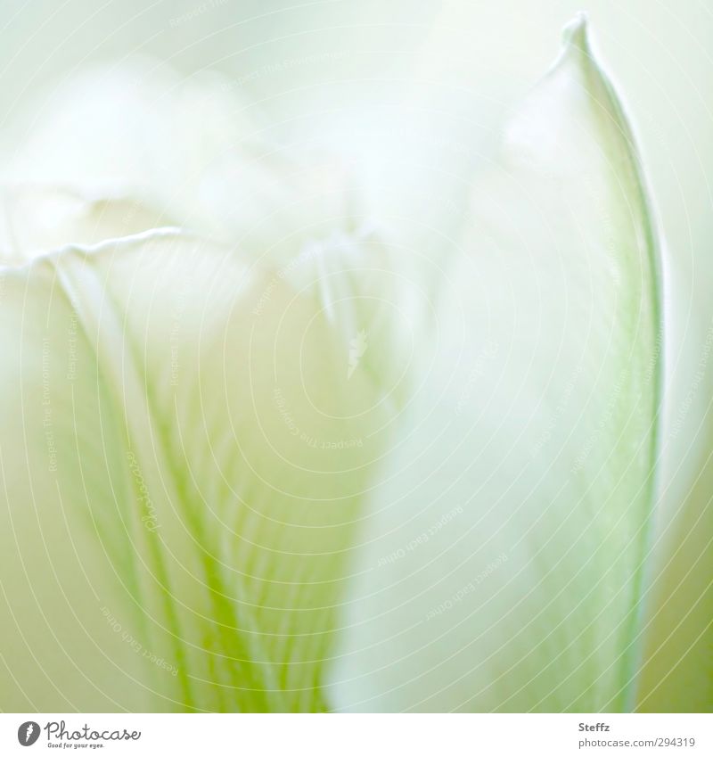 soft flowering tulip Tulip tulips differently Tulip blossom Blossom Meaning Spring flower Pure Fine Delicate Blossoming Decent White Romance Light green