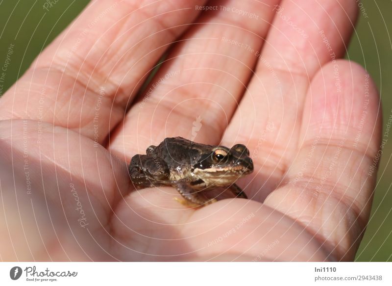 moor frog Frog Moor frog 1 Animal Looking Brown Pink Black White Baby animal Frogs Hop Bog Eyes Cold Miniature Small Moor lake Camouflage colour Exterior shot