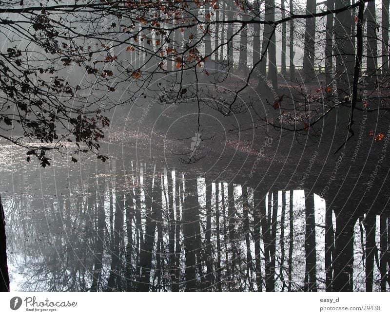 fishpond Fishpond Borken district Tree Pond Trout Reflection in the water