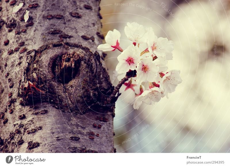 Mini Cherry Tree Nature Plant Spring Beautiful weather Blossom Garden Park Blossoming Fragrance Growth Fresh Natural New Brown Pink White Happiness