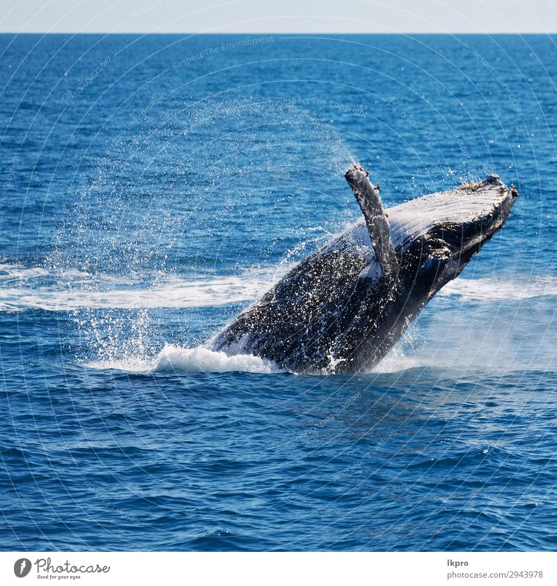 in australia a free whale in the ocean Beautiful Vacation & Travel Freedom Ocean Island Environment Nature Animal Observe Jump Large Natural Wild Blue White