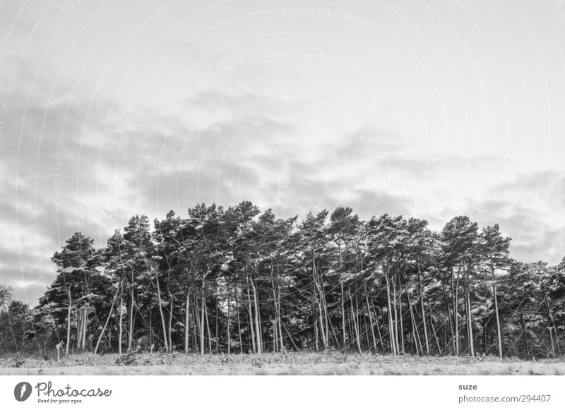 Dark Grove Winter Snow Environment Nature Landscape Sky Clouds Tree Forest Sadness Authentic Cold Grief Sustainability Growth Change Rügen Clump of trees Pine