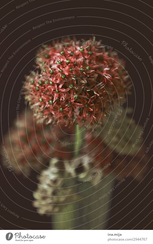 _ Plant Spring Summer Autumn Flower Nature Nostalgia Environment Innocent Round Colour photo Subdued colour Multicoloured Interior shot Studio shot Close-up