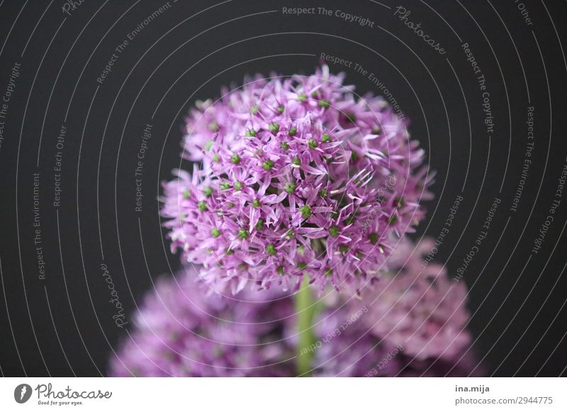 ornamental garlic Environment Nature Plant Violet Black Round Flower Blossom Colour photo Subdued colour Interior shot Studio shot Close-up Deserted