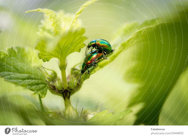 Sneaky | leaf beetle on a leaf of deadnettle Nature Plant Animal Spring Leaf Blossom Stinging nettle Dead-nettle Garden Meadow Field Beetle