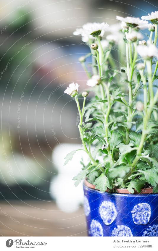 Best regards Summer Flower Flowerpot Blue Green Decoration Subdued colour Interior shot Close-up Deserted Copy Space left Shallow depth of field