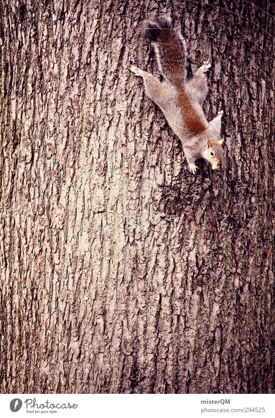 dangle. Art Esthetic Tree trunk Tree bark Dangle Squirrel Climbing Dexterity Gravity Rodent Head first Spirited Climbing facility Climbing tree Animal Nuisance