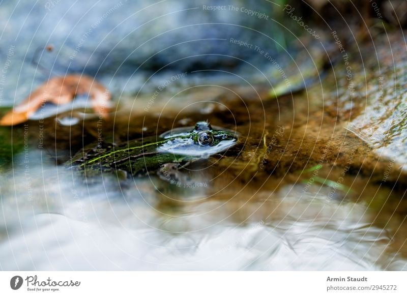 golden eye Environment Nature Earth Water Puddle Pond Animal Wild animal Frog 1 Beautiful Gold Green Loneliness Expectation Uniqueness Boredom Calm