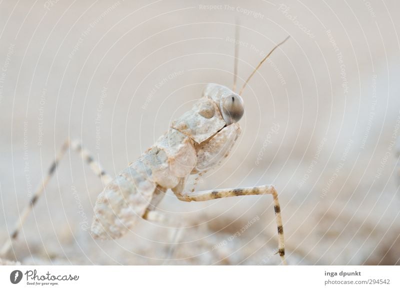 camouflage colouring Environment Nature Animal Wild animal Insect Desert Judea desert Negev Feeler Eyes Looking 1 Crawl Camouflage Camouflage colour