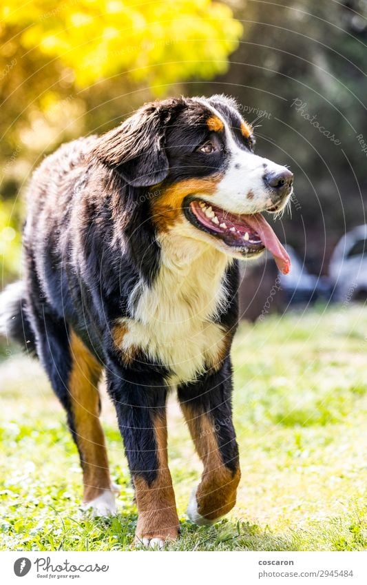 Portrait of a Bernese mountain dog outdoors. Mountain dog. Joy Happy Beautiful Summer Garden Nature Animal Grass Park Meadow Field Pet Dog 1 Movement