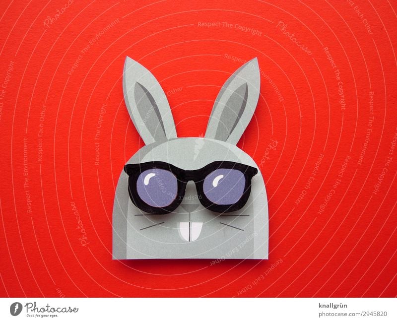 father of rabbit Animal Hare & Rabbit & Bunny 1 Sunglasses Funny Cute Gray Red Black Emotions Joy Creativity Hare ears Buck teeth Colour photo Studio shot