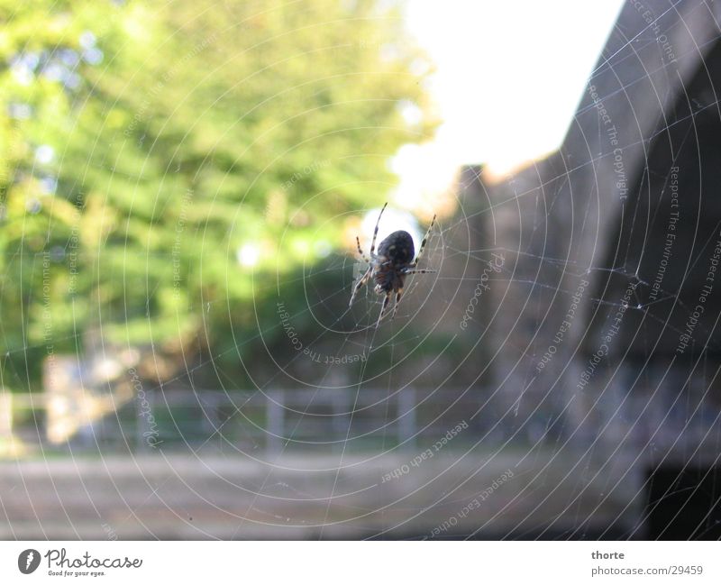 Spiderman Summer spiderweb Bridge Sewer Nature