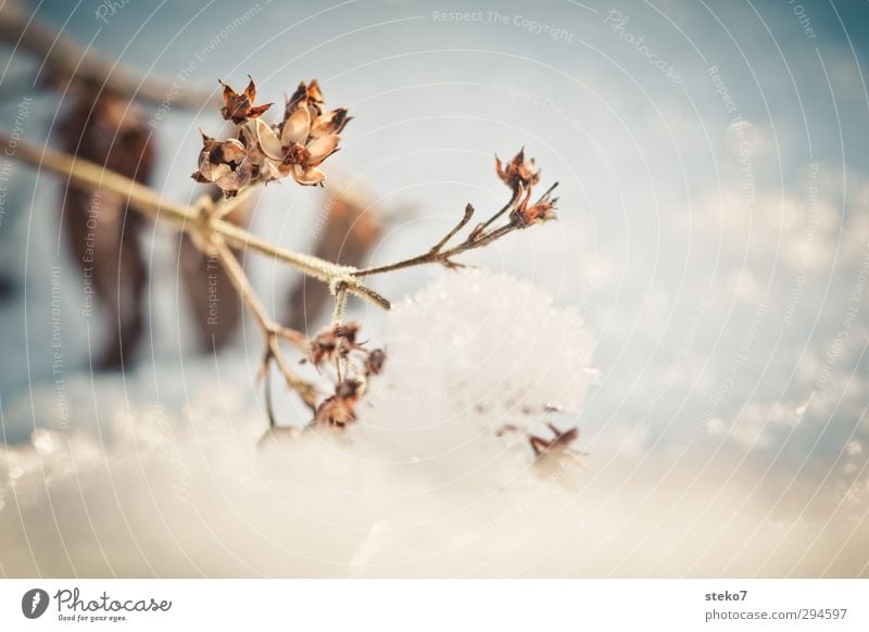 current early flowering picture Winter Landscape Climate change Snow Plant To dry up Old Cold Dry Brown White Survive Transience Change Weight Subdued colour