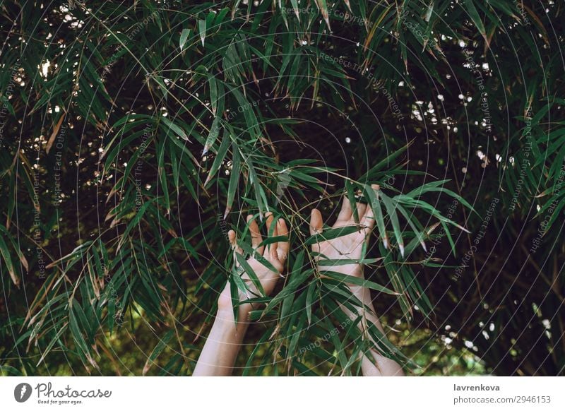 hands reaching towards bamboo branches Background picture Bamboo Fingers Forest Garden Green Hand Nature Exterior shot Plant Reach Seasons Summer Tree Woman