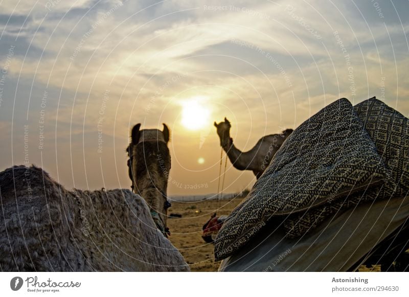 camels Environment Nature Landscape Sky Clouds Sun Sunrise Sunset Sunlight Weather Beautiful weather Warmth Drought Desert Pushkar Rajasthan India Asia Animal