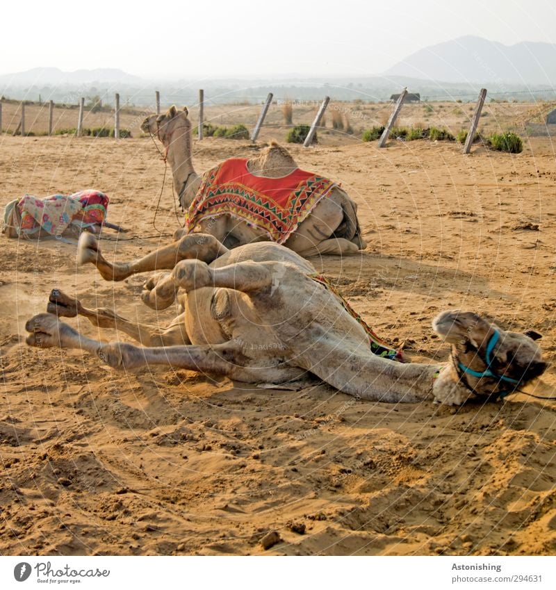 Camel down!! Environment Nature Landscape Plant Earth Sand Sky Sunrise Sunset Weather Beautiful weather Mountain Desert Pushkar Rajasthan India Asia Animal